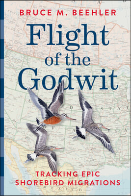 Flight of the Godwit: Tracking Epic Shorebird Migrations