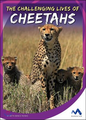 The Challenging Lives of Cheetahs