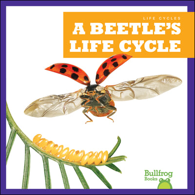 A Beetle's Life Cycle