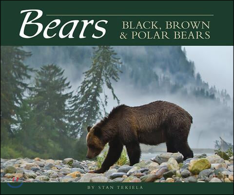 Bears: Black, Brown & Polar Bears