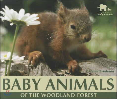 Baby Animals of the Woodland Forest