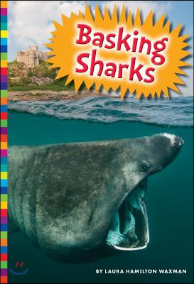 Basking Sharks