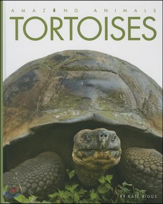 Tortoises