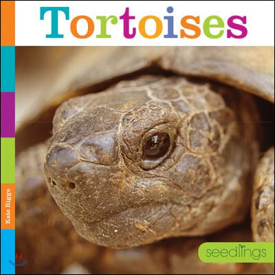 Tortoises