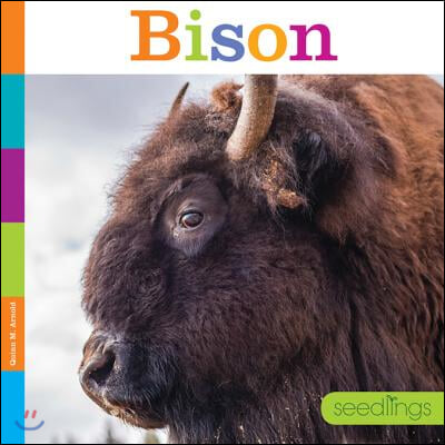 Bison