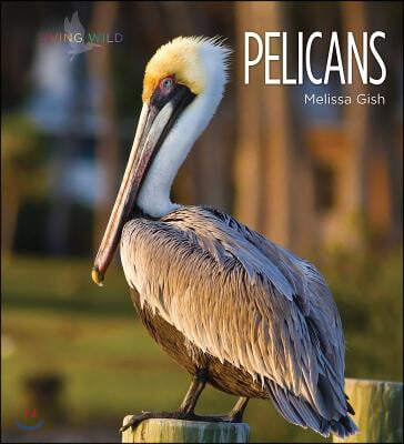 Pelicans