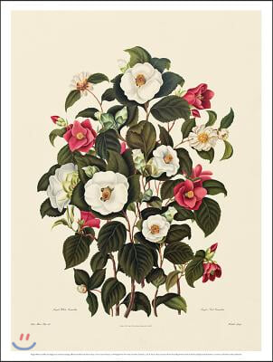 Single White Camellia, Single Red Camellia Sasanqua