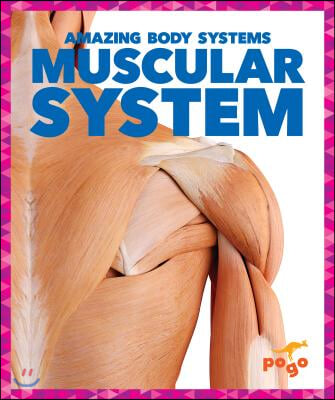 Muscular System