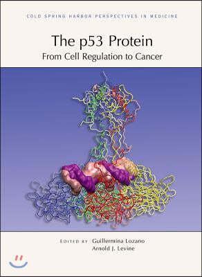 The P53 Protein: From Cell Regulation to Cancer