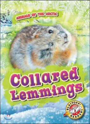 Collared Lemmings