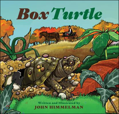 Box Turtle