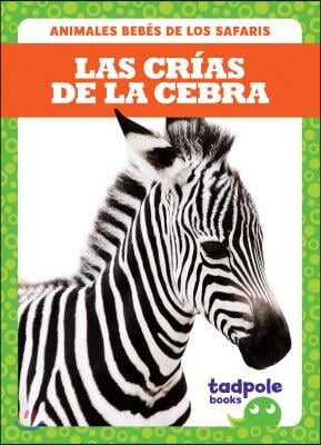 Las Crías de la Cebra (Zebra Foals)