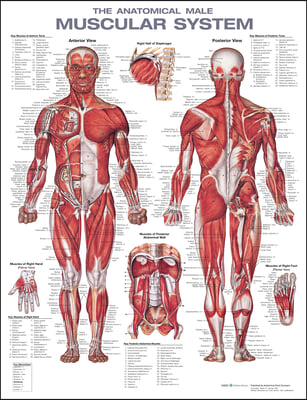 The Anatomical Male Muscular System Anatomical Chart