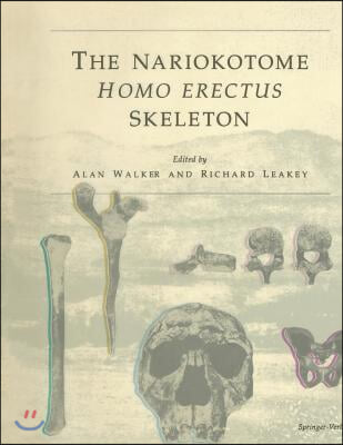 The Nariokotome Homo Erectus Skeleton