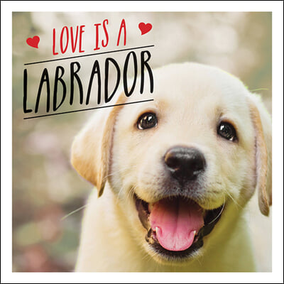Love Is a Labrador: A Lab-Tastic Celebration of the World&#39;s Favourite Dog
