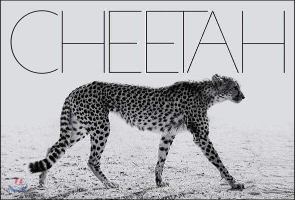 Mark Segal: Cheetah