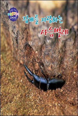 집게를 사랑하는 사슴벌레 - 창의력을 키워주는 과학탐구원리 자연관찰 31