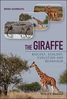 The Giraffe