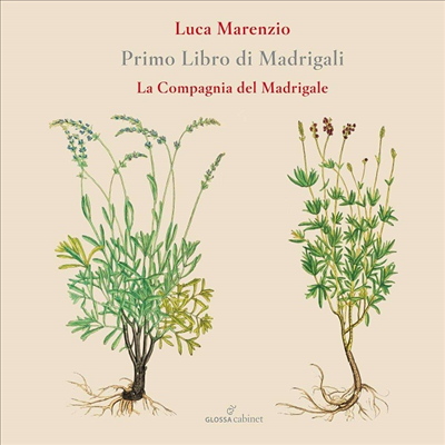 마렌치오: 마드리갈 1권 (Luca Marenzio: Madrigali Libro 1)(CD) - La Compagnia del Madrigale