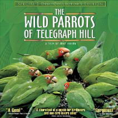 Wild Parrots of Telegraph Hill (Special Two-Disc Collector&#39;s Edition) (텔레그래피 힐의 야생 앵무새)(지역코드1)(한글무자막)(DVD)