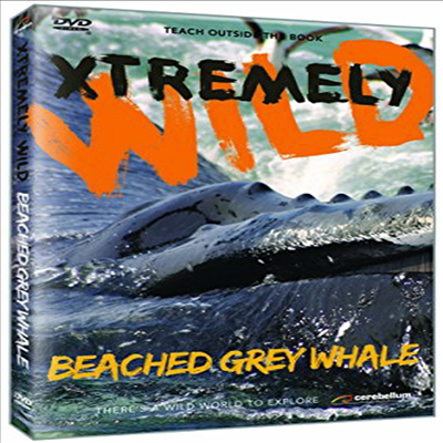 Beached Grey Whale (그레이 웨일)(지역코드1)(한글무자막)(DVD)