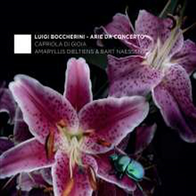 보케리니: 콘서트 아리아집 (Boccherini: Arie da Concerto)(CD) - Amaryllis Dieltens