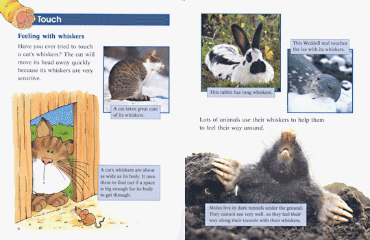 (Information Books) Animal Senses : beginner / intermediate