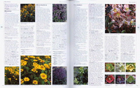 The RHS A-Z Encyclopedia of Garden Plants