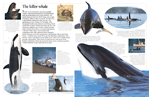 DK Eyewitness Guides : Whale