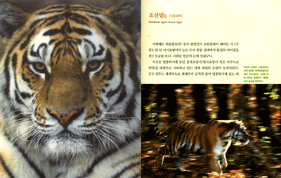 사라져가는 한국의 야생동물을 찾아서