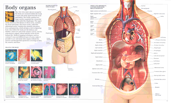 The Visual Dictionary of Human Body