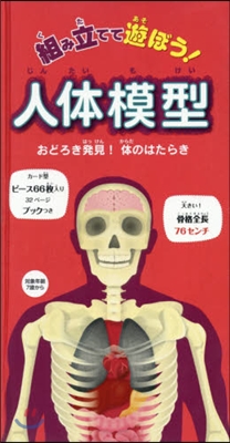 組み立てて遊ぼう!人體模型