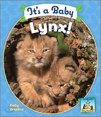 It&#39;s a Baby Lynx