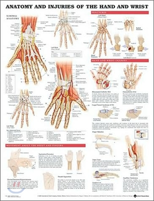 Anatomy and Injury Of Hand And Wrist Anatomical Chart