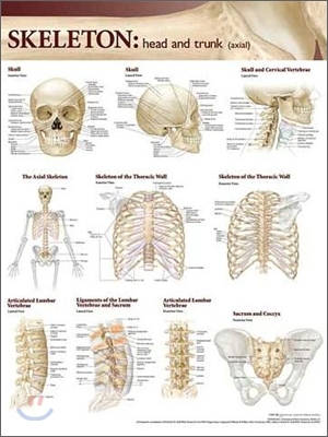 Lippincott Williams & Wilkins Atlas of Anatomy Skeletal System Chart: Head and Trunk