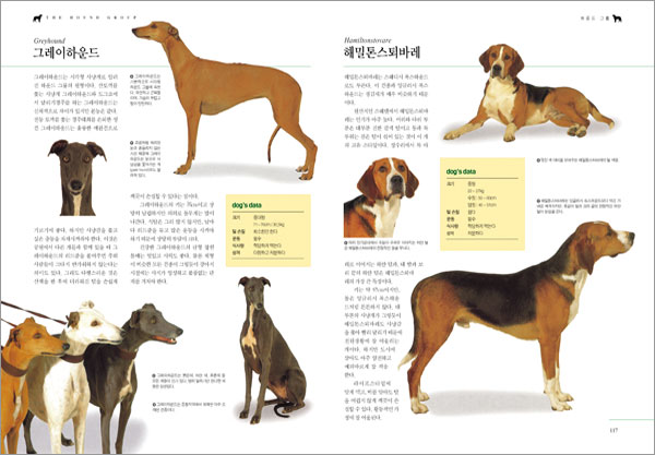 DOGS 애견백과사전