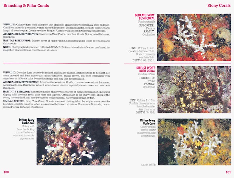 Reef Coral Identification