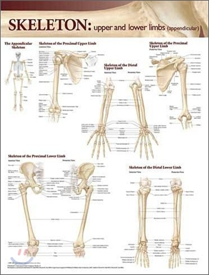 Lippincott Williams &amp; Wilkins Atlas of Anatomy Skeletal System Chart: Upper and Lower Limbs