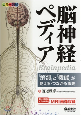 カラ-圖解 腦神經ペディア 「解剖」と「