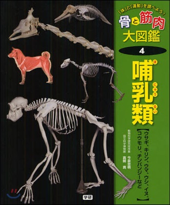 骨と筋肉大圖鑑 「體」と「運動」を調べよう! 4