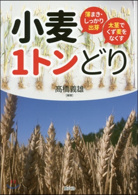 小麥1トンどり 薄まき.しっかり出芽