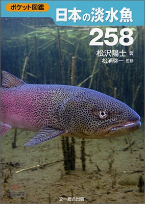 日本の淡水魚258