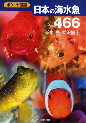日本の海水魚466