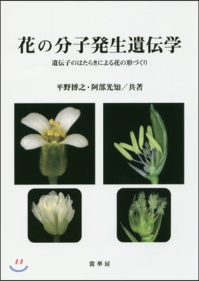 花の分子發生遺傳學 遺傳子のはたらきによ