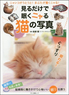 見るだけで眠くニャる猫の寫眞