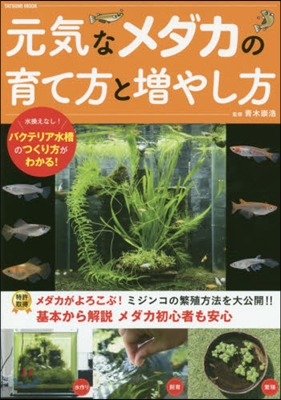 元氣なメダカの育て方と增やし方