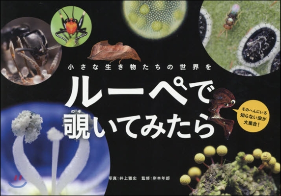 小さな生き物たちの世界をル-ペでのぞきいてみたら