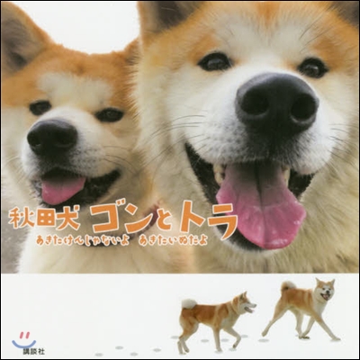 秋田犬 ゴンとトラ