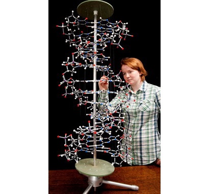DNA 분자구조 모형용 스탠드