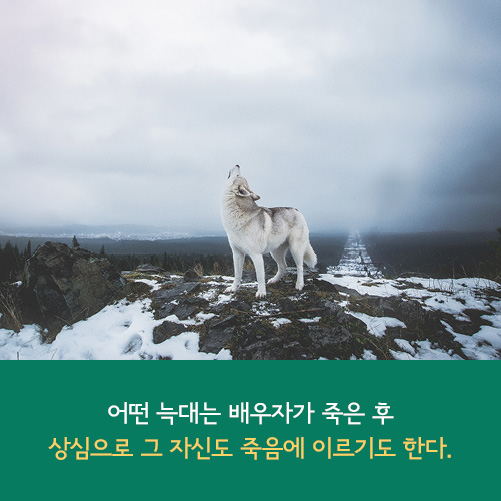 카드뉴스15